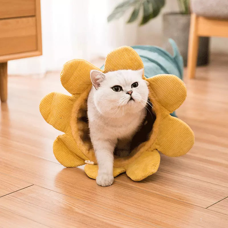Whimsical Fruit Adventure The Ultimate Pet Tunnel Playtime