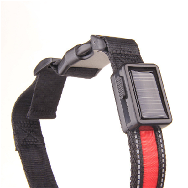 Fluorescent Dog Collar for Safety and Style