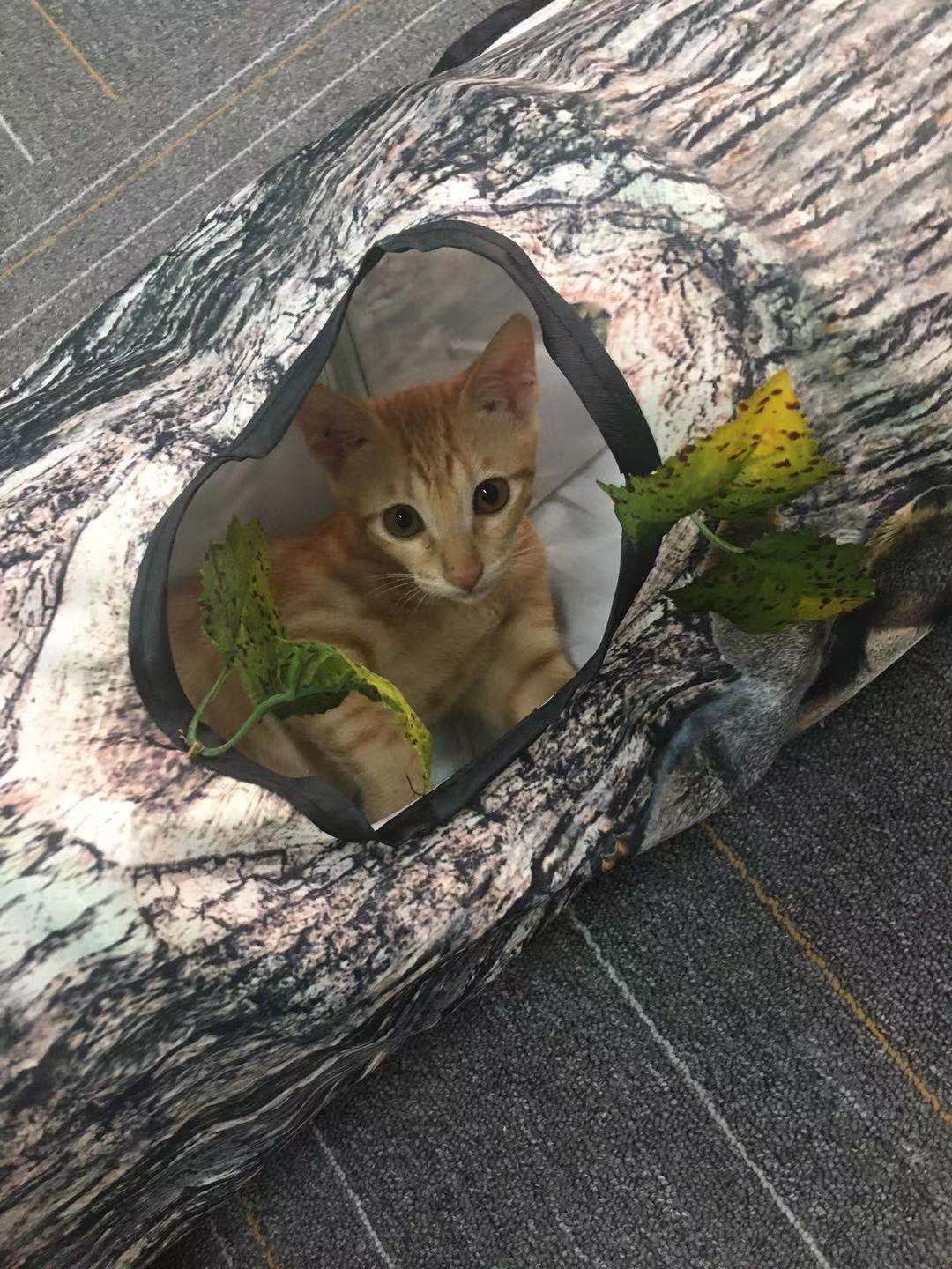 Whimsical Tree Pattern Tunnel Pet Toy